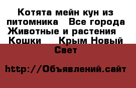 Котята мейн-кун из питомника - Все города Животные и растения » Кошки   . Крым,Новый Свет